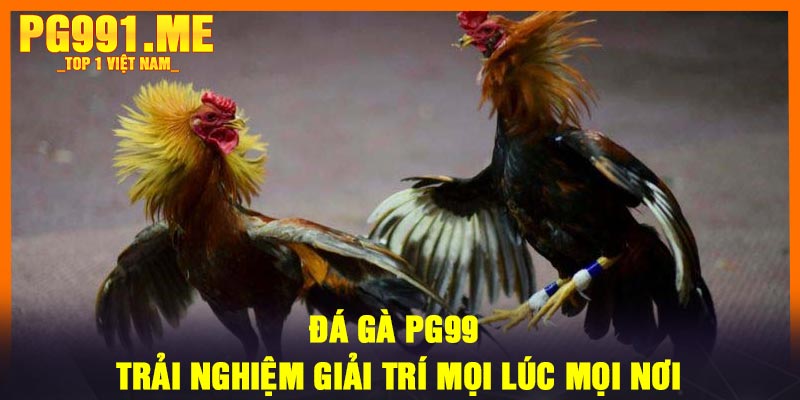 Đá gà PG99 – Trải nghiệm giải trí mọi lúc mọi nơi